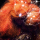 Illustration for article titled A new Björk album is coming in 2015